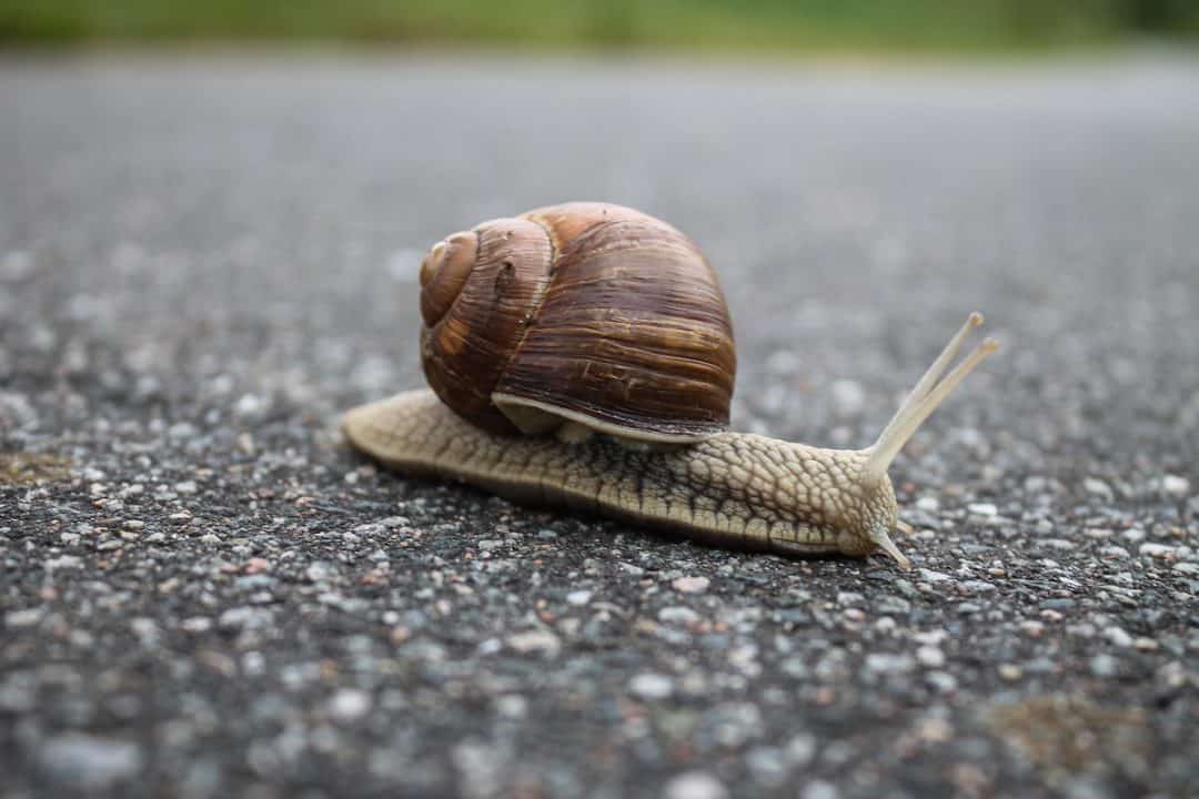 snail-slow - Fortune Lab
